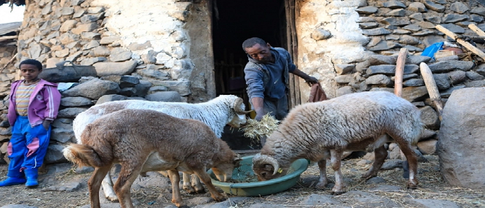 Bashayider, a sheep farmer in Menz, Ethiopia.